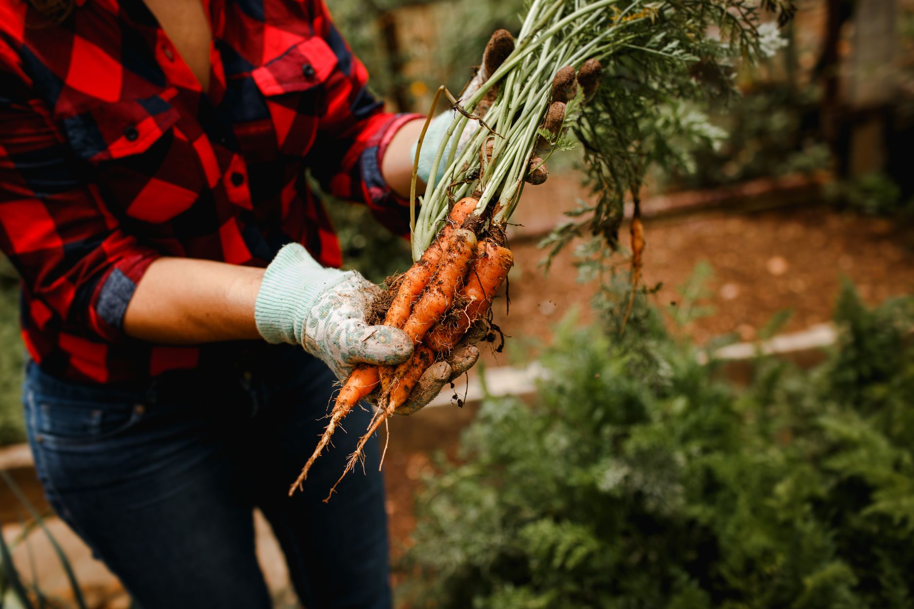woman in red shirt holding carrots in garden