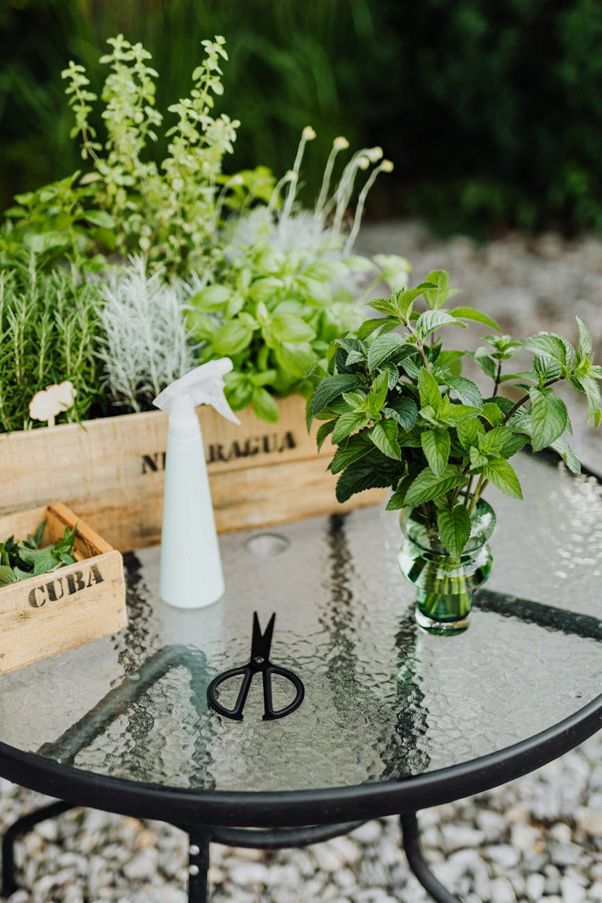 peppermint plant in clear glass vase