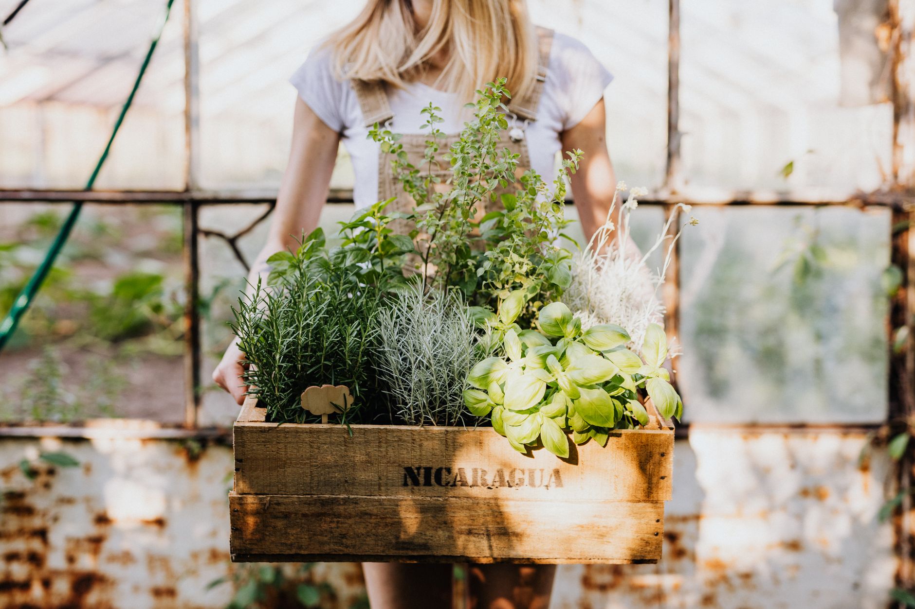 woman in white t shirt carrying a wooden crate with plants