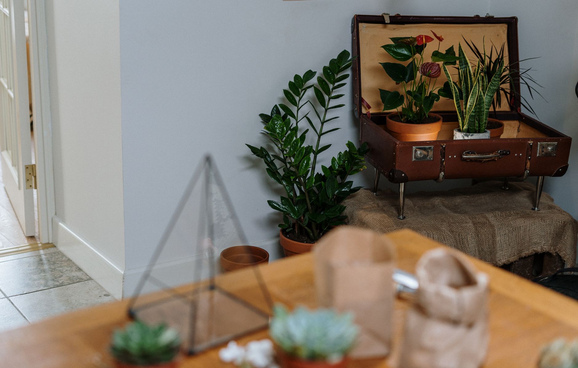 green potted plant on brown wooden table